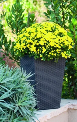 Productafbeelding van Plastic bloempot met een gevlochten rietenlook, maat S