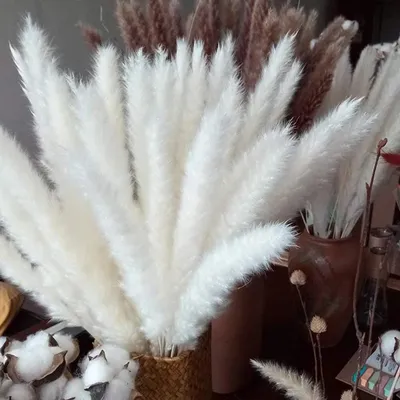 Produktbild von 30 pcs Pampasgras, Natürliche Pampasgras Getrocknet Pampas Gras Phragmites Trockenblumen Blumenstrauß Deko für Hause