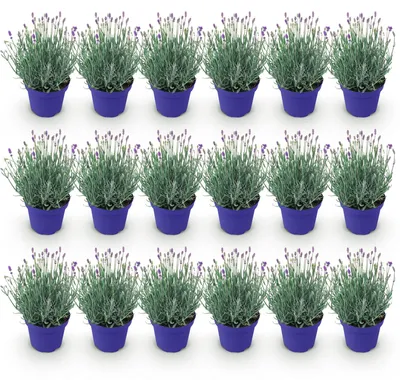 Image de Green boutiQ - Plante de jardin - Lavandula angustifolia Hidcote - Lavande - Rustique - Violet - 18 plants - Pot de 12 cm - Hauteur 15-25 cm