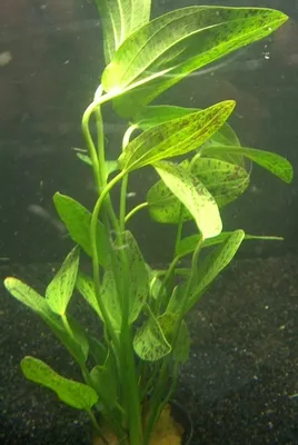 Produktbild von 1 lose Pflanze Echinodorus Ozelot, Wasserpflanzen