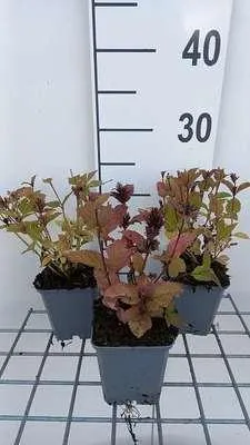 Zdjęcie produktu dla 6 x Nepeta subs. 'Sweet Dreams' - Kocimiętka - doniczka 9 x 9 cm