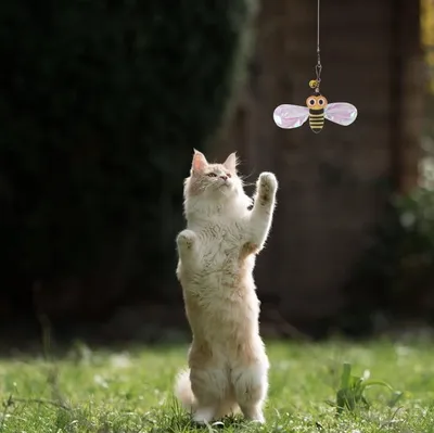 Produktbild von 6-teilige DIY-Katzenspielzeug-Set mit Federköpfen und Glöckchen - Ersatzköpfe für Katzenteaser-Stab