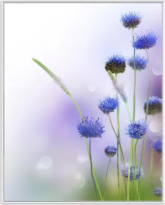Produktbild von Wallario Wandbild Abstrakte lila Blume, Größe: 40,30 x 50,30 cm, Poster mit weißem Aluminiumrahmen