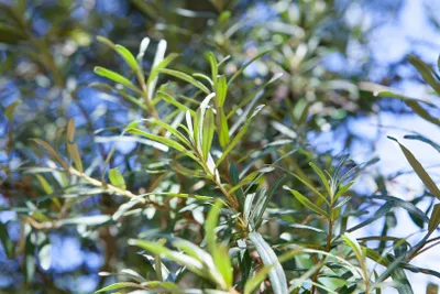 Produktbild von Hippophae rhamnoides 'Pollmix', Sanddorn, 40–60 cm