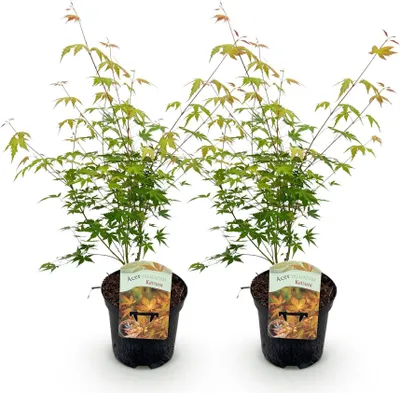 Image de Green boutiQ - Plante de terrasse - Érable japonais - Acer palmatum Katsura - Orange - 2 plantes - À feuilles caduques - Pot de 19 cm, hauteur 70 cm