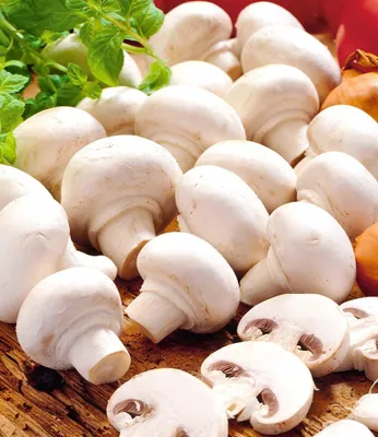 Produktbild von BALDUR Garten 1x Weiße Edel-Champignons (Kulturset), Pilze zu Hause ernten, ganzjähriger & einfacher Anbau, Kulturset enthält alles Notwendige, für Küche & Balkon, ertragreich, pflegeleicht