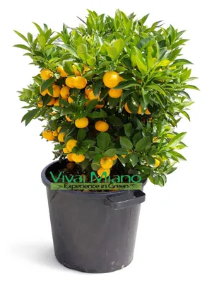 Productafbeelding van Calamondinplant (struik - pot van 35 cm)