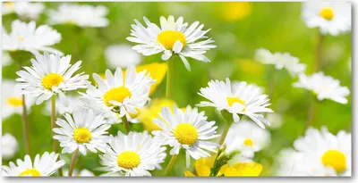 Produktbild von Tulup® Glas-Bild - 100x50 -Wandkunst - Wandbild hinter gehärtetem Sicherheitsglas  - Blumen & Pflanzen - Gänseblümchen - Weiß