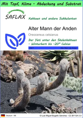 Produktbild von SAFLAX Garden to go - Alter Mann der Anden - Oreocereus celsianus - 40 Samen - Mit Topf, Klima - Deckel und Anzuchtsubstrat