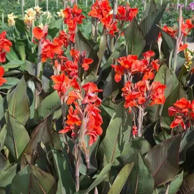 Image de Canna 'Triomphe' / Balisier pourpre