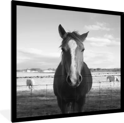 Produktbild von MuchoWow® Gerahmtes Poster Pferd hinter Stacheldraht 40x40 cm - Poster mit Schwarzem Bilderrahmen Wandposter Rahmen Foto Bilder - Mit Rahmen - Wanddekoration Schlafzimmer