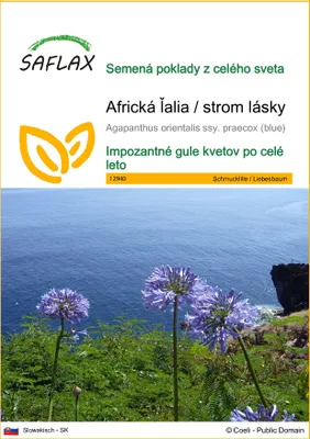 Obrázok produktu pre SAFLAX - Africká ľalia / strom lásky - Agapanthus orientalis ssy. praecox (blue) - 50 Semená