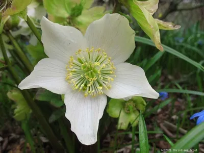 Produktbild von 3 x Christrose, Schneerose - reinweiß - Frühblüher - Tb 9