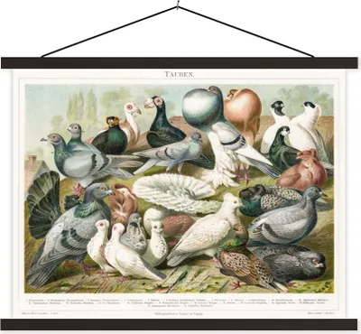 Produktbild von MuchoWow® Textilposter Tauben - Vintage - Zeichnung 40x30 cm mit schwarzem Rahmen - Dekorationen