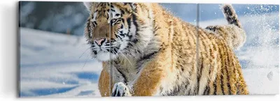 Produktbild von Bild auf Leinwand - Leinwandbild - tiger tier - 120x40cm - Wand Bild - Wanddeko - Wandbilder - Leinwanddruck - Bilder - Kunstdruck - Wanddekoration - Leinwand bilder - Wandkunst - CA120x40-3928