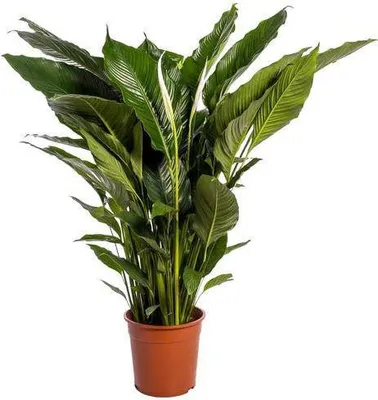 Produktbild von Einblatt Spathiphyllum Sweet Sebastiano Blanco Ø24cm ↕110cm Weiß Luftreinigend