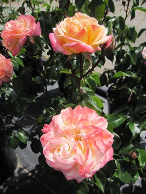 Produktbild von Rosa Concorde ® - Edelrose Concorde ® - Kordes Rose