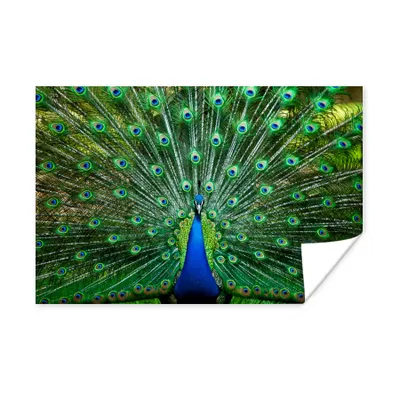 Immagine prodotto di Poster - Pavone - Animali - Uccello - 30x20 cm