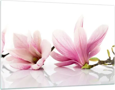 Produktbild von Bilder auf glas - Magnolie blume natur pflanze - 120x80cm - Glasbilder - Wandbilder - Kunstdruck - zum Aufhängen bereit - Wanddekoration aus Glas - Glas Bilder - Wandbild auf Glas - GAA120x80-2641