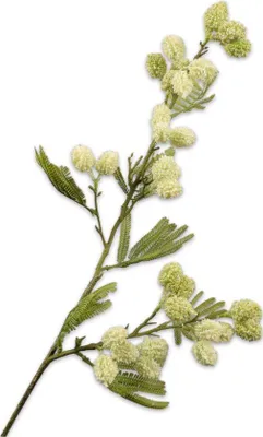 Produktbild von Kunstblume von Silk-ka – Seidenblumen-Mimosenzweig, cremefarben, 83 cm