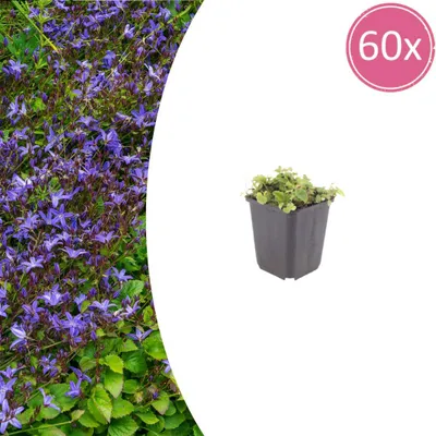 Immagine prodotto di Campanula poscharskyana | 60 pezzi - 10-25cm - Ø9cm - Pianta da giardino
