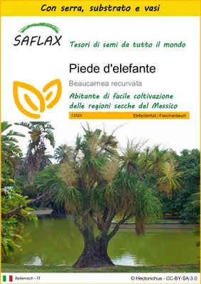 Immagine prodotto di SAFLAX Insieme di coltivazione - Piede d'elefante - 10 semi - Beaucarnea