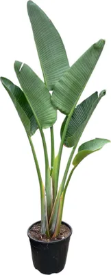 Produktbild von Trendyplants - Strelitzia Augusta - Paradiesvogelblume - Zimmerpflanze - Höhe 150-170 cm - Topfgröße Ø28cm