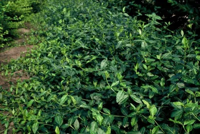 Immagine prodotto di Euonymus fortunei 'Dart's Blanket' - Ø10-25cm - Ø9cm - 6 piante - Tappezzante