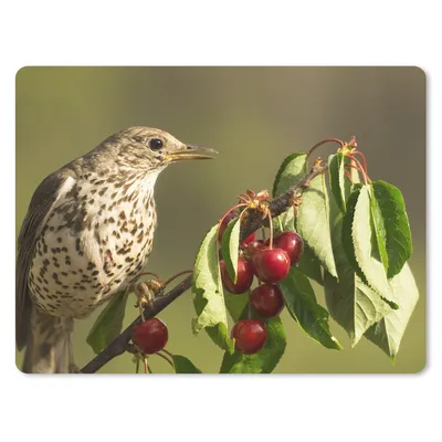 Produktbild von MuchoWow® Mauspad Mousepad Vogel auf einem Ast 23x19 cm - Mousepads - Maus Mat - Pad - Mausunterlage - Schreibtischunterlage - Mauspad