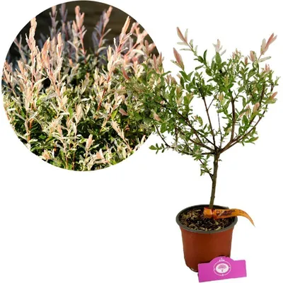 A potted Japanese ornamental willow tree with pink and green foliage, shown with a close-up inset of its leaves.