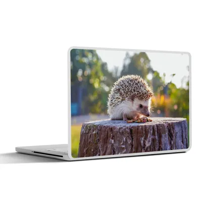 Produktbild von MuchoWow® Laptop Aufkleber Sticker Cover Essender Igel 25x18 cm - Laptop-Deko