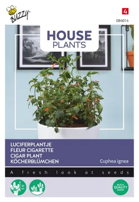 Image de Buzzy House Plants Graines de cuphea - Environ 0,1 gr | Buzzy_084014