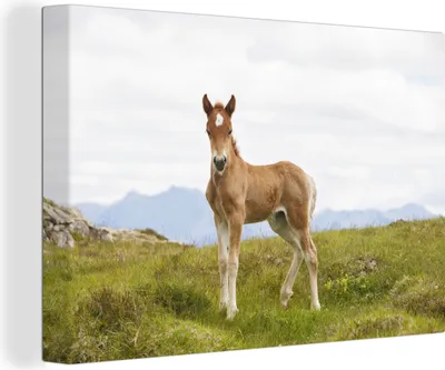 Produktbild von OneMillionCanvasses® - Leinwandbilder - 140x90 cm, Stolzes kleines Fuchshengstfohlen, Wandbilder Kunstdruck Wanddekoration - Foto auf Leinwand - Gemälde auf Holzrahmen