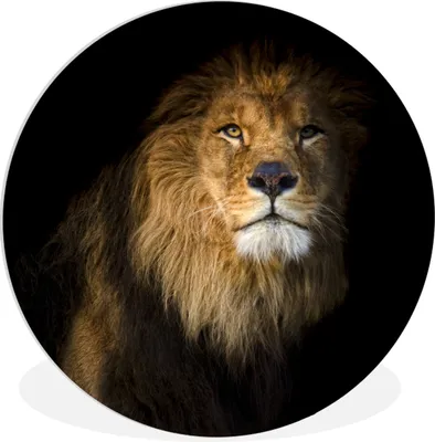 Produktbild von MuchoWow® Rundes Wandbild - Runde Bilder Löwe - Licht - Schwarz - Porträt Ø 30 cm Kreis Wanddekoration Kunststoff - Wandkreis - Wandschmuck - Schlafzimmer - Bilder - Der Kreis - Kunst für die Wohnung - Plastik - Kunstdruck - Wandbild