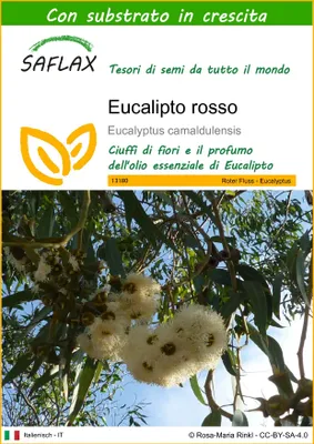 Immagine prodotto di SAFLAX  - Eucalipto rosso - 200 semi - Con substrato - Eucalyptus