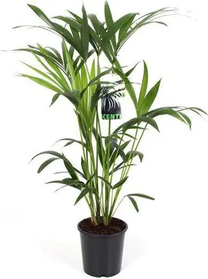 Produktbild von Kentiapalme Howea Forsteriana Zimmerpflanze Ø19cm 80cm pflegeleicht Keramiktopf