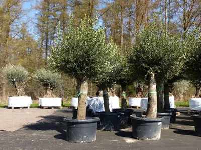 Produktbild von 2x Olivenbaum Olive "60 Jahre" 200 - 240 cm, beste Qualität, Stammumfang 40 - 50 cm, winterhart, Olea Europaea