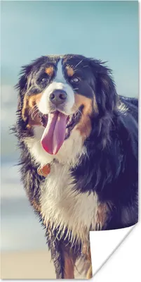 Produktbild von MuchoWow® Poster Ein Berner Sennenhund beim Spaziergang am Strand 80x160 cm - Kinderzimmer