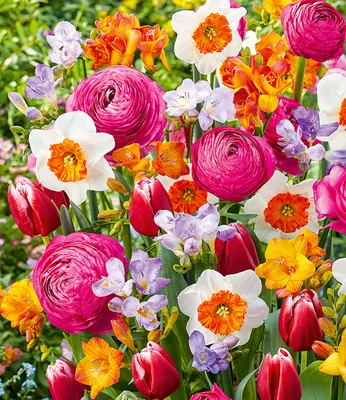 Produktbild von BALDUR Garten 25er Blumenzwiebel-Mix 'Happy Spring', Zwiebeln, Zwiebelumfang 5-14 cm, auffälliger Mix für Beet & Kübel, farbenfrohes Blütenmeer, mehrjährig & winterhart, pflegeleicht