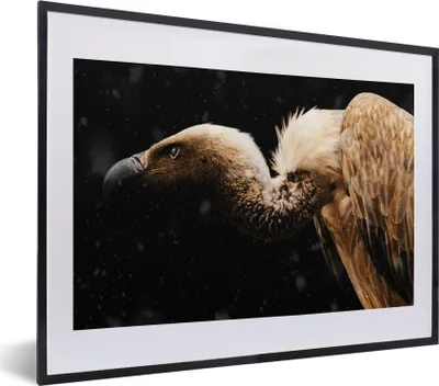 Produktbild von MuchoWow® MuchoWow® Gerahmtes Poster Geier - Vogel - Tiere 40x30 cm - Poster mit zchwarzem Bilderrahmen - Bilderrahmen - Poster im Rahmen