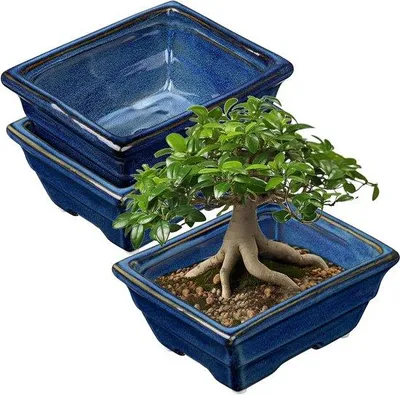Produktbild von Famanu Bonsai Töpfe Set aus 2 flachen Pflanzgefäßen für Bonsai-Bäume - Blau