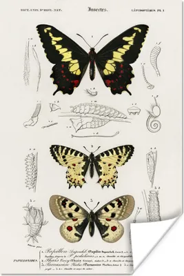 Produktbild von MuchoWow® Poster Schmetterling - Vintage - Insekten 80x120 cm - Papierdruck