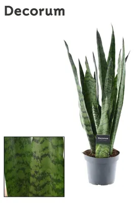 Zdjęcie produktu dla Sansevieria Zeylanica - 45-55cm - Ø14cm - Roślina doniczkowa - Zimozielony - Kaktusy i sukulenty