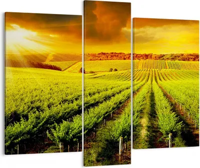 Produktbild von Bild auf Leinwand - Leinwandbild - Land Weingut Pflanzung - 95x80cm - Wand Bild - Wanddeko - Leinwanddruck - Bilder - Kunstdruck - Wanddekoration - Leinwand bilder - Wandkunst - CB95x80-2694