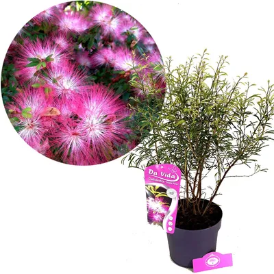 A potted plant with a circular inset showing a close-up of its flowers.