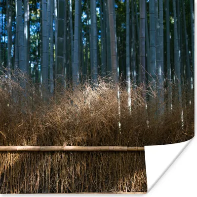 Produktbild von MuchoWow® Poster Arashiyama-Bambusbäume in einem Wald Japan 50x50 cm - Wohnzimmerdekoration
