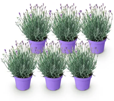 Produktbild von Green boutiQ - Gartenpflanze - Lavandula angustifolia Munstead - Lavendel - Winterhart - Lila - 6 Pflanzen - Topf 12cm - Höhe 15-25cm