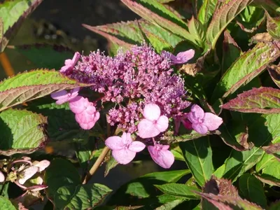Produktbild von Hydrangea serrata Koreana - Kleinwüchsige Tellerhortensie Koreana