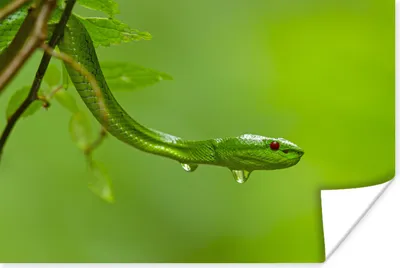 Produktbild von MuchoWow® Poster Grüne Schlange aus der Nähe 120x80 cm - Bilder