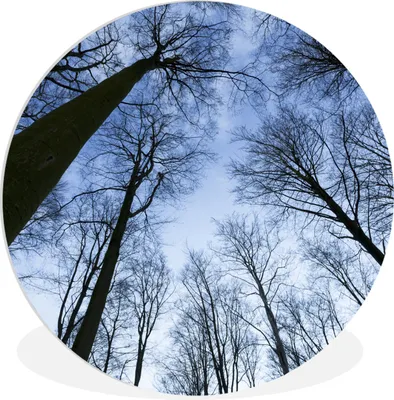 Produktbild von MuchoWow® Rundes Wandbild - Runde Bilder Wald - Bäume - Himmel Ø 30 cm Kreis Wanddekoration Kunststoff - Wandkreis - Wandschmuck - Schlafzimmer - Bilder - Der Kreis - Kunst für die Wohnung - Plastik - Kunstdruck - Wandbild